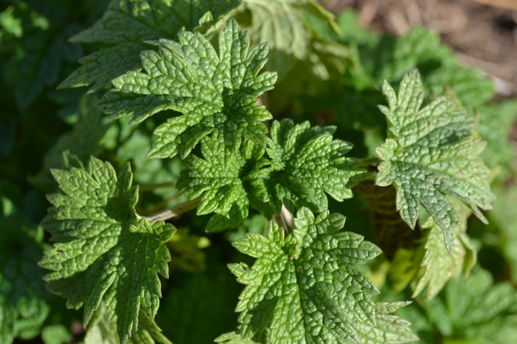 Motherwort poprzez historię