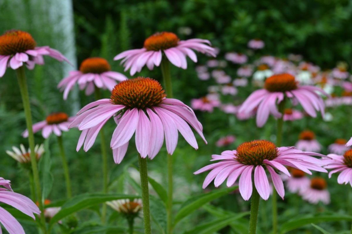 Echinacea i gorzknik kanadyjski: kiedy stosować jeden nad drugim