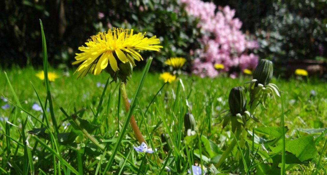 Spring Tonics