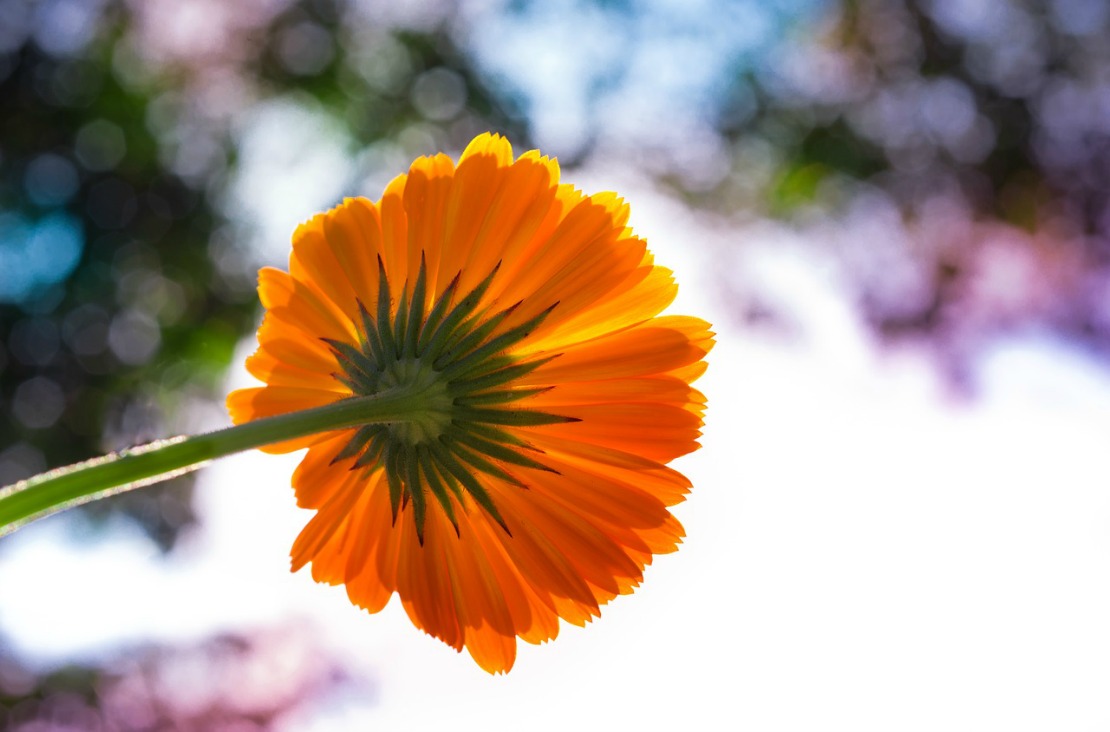 Garden Wellness