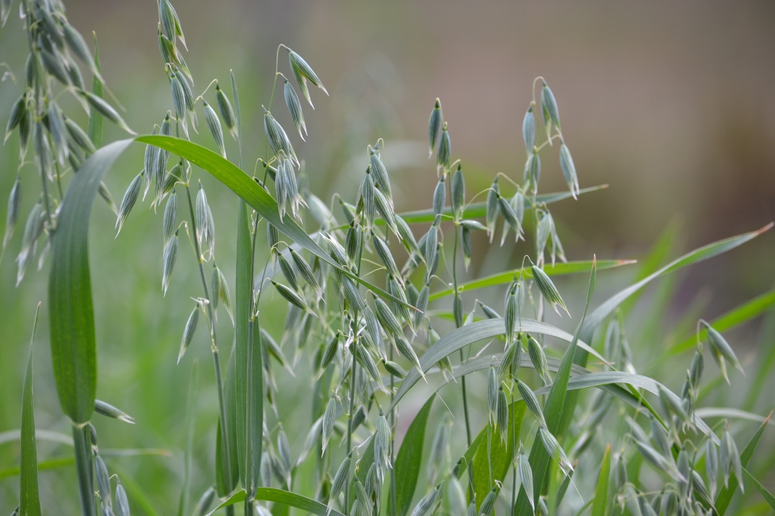 4 smaczne przepisy Avena Sativa do wypróbowania w domu